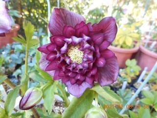 クリスマスローズ クレオパトラの平均価格は2 456円 ヤフオク 等のクリスマスローズ クレオパトラのオークション売買情報は76件が掲載されています