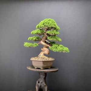 盆栽 真柏の平均価格は33 408円 ヤフオク 等の盆栽 真柏のオークション売買情報は2件が掲載されています
