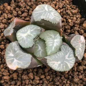 ハオルチア 万象 花菱の平均価格は3 523円 ヤフオク 等のハオルチア 万象 花菱のオークション売買情報は9件が掲載されています