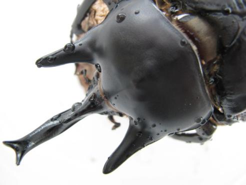 アクタエオンの値段と価格推移は 14件の売買情報を集計したアクタエオンの価格や価値の推移データを公開