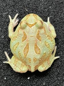 エル アルビノの平均価格は2 771円 ヤフオク 等のエル アルビノのオークション売買情報は54件が掲載されています