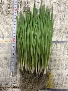 白ネギの平均価格は35 096円 ヤフオク 等の白ネギのオークション売買情報は12件が掲載されています