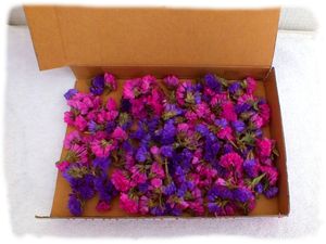 スターチスの平均価格は3円 ヤフオク 等のスターチスのオークション売買情報は24件が掲載されています