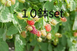 ラズベリー 苗の平均価格は1 938円 ヤフオク 等のラズベリー 苗のオークション売買情報は108件が掲載されています