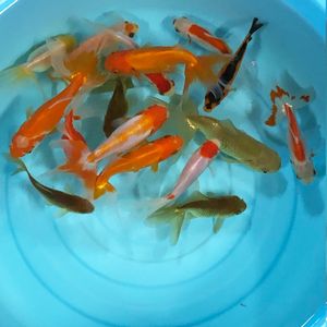 玉 金魚の平均価格は3 138円 ヤフオク 等の玉 金魚のオークション売買情報は62件が掲載されています