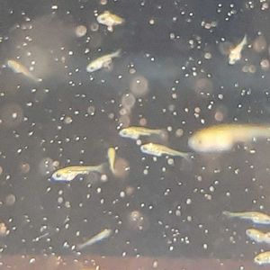 玉 金魚の平均価格は3 138円 ヤフオク 等の玉 金魚のオークション売買情報は62件が掲載されています