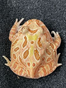 エル アルビノの平均価格は2 771円 ヤフオク 等のエル アルビノのオークション売買情報は54件が掲載されています