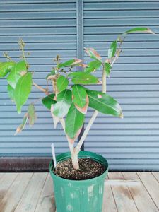 取木 ライチの値段と価格推移は 41件の売買情報を集計した取木 ライチの価格や価値の推移データを公開