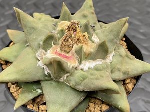 サボテン 玉牡丹の平均価格は6 924円 ヤフオク 等のサボテン 玉牡丹のオークション売買情報は37件が掲載されています