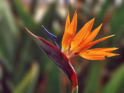 極楽鳥花の値段と価格推移は 84件の売買情報を集計した極楽鳥花の価格や価値の推移データを公開