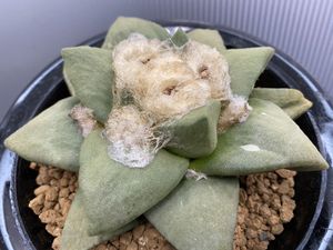 サボテン 玉牡丹の平均価格は6 924円 ヤフオク 等のサボテン 玉牡丹のオークション売買情報は37件が掲載されています