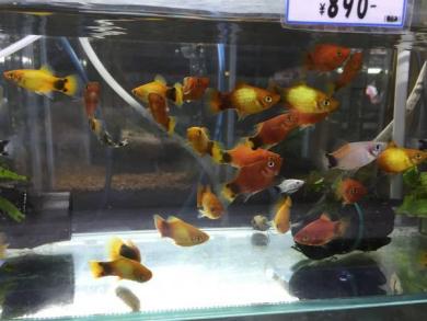 ミッキーマウス プラティの平均価格は1 174円 ヤフオク 等のミッキーマウス プラティのオークション売買情報は10件が掲載されています