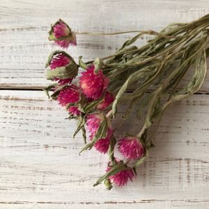 星月猫の値段と価格推移は？｜68件の売買情報を集計した星月猫の価格や 