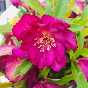 クリスマスローズ クレオパトラの平均価格は2 444円 ヤフオク 等のクリスマスローズ クレオパトラのオークション売買情報は76件が掲載されています