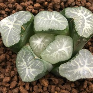 ハオルチア 万象 花菱の平均価格は3 523円 ヤフオク 等のハオルチア 万象 花菱のオークション売買情報は9件が掲載されています