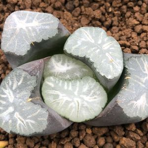 ハオルチア 万象 花菱の平均価格は3 523円 ヤフオク 等のハオルチア 万象 花菱のオークション売買情報は9件が掲載されています