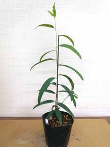 ユーカリ 苗の値段と価格推移は 37件の売買情報を集計したユーカリ 苗の価格や価値の推移データを公開