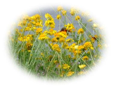 ゴールデンマーガレットの値段と価格推移は 16件の売買情報を集計したゴールデンマーガレットの価格や価値の推移データを公開