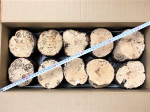 返金保証付 川口商会 厳選クヌギ飼育産卵木a品no4 銀座 激安店舗 Aego Co Rs