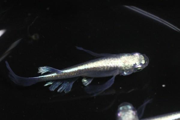 みゆき 鉄仮面の値段と価格推移は 327件の売買情報を集計したみゆき 鉄仮面の価格や価値の推移データを公開