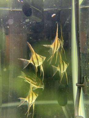 アルタムエンゼルの値段と価格推移は 15件の売買情報を集計したアルタムエンゼルの価格や価値の推移データを公開