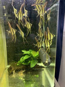 アルタムエンゼルの値段と価格推移は 15件の売買情報を集計したアルタムエンゼルの価格や価値の推移データを公開