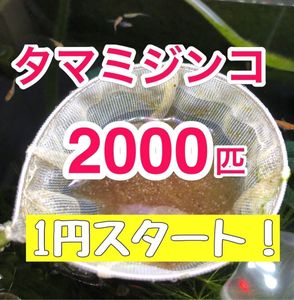 生餌の値段と価格推移は 1 149件の売買情報を集計した生餌の価格や価値の推移データを公開