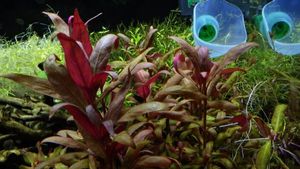 アルテルナンテラレインキーミニの値段と価格推移は 12件の売買情報を集計したアルテルナンテラレインキーミニの価格や価値の推移データを公開