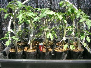 トマト苗の値段と価格推移は 72件の売買情報を集計したトマト苗の価格や価値の推移データを公開