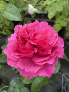 ブルジョアの値段と価格推移は 374件の売買情報を集計したブルジョアの価格や価値の推移データを公開