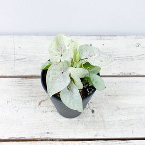 Syngoniumの値段と価格推移は 96件の売買情報を集計したsyngoniumの価格や価値の推移データを公開