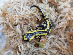 ファイアサラマンダーの値段と価格推移は 22件の売買情報を集計したファイアサラマンダーの価格や価値の推移データを公開