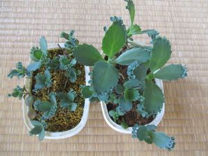 多肉植物 子宝草の値段と価格推移は 29件の売買情報を集計した多肉植物 子宝草の価格や価値の推移データを公開