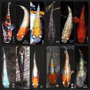 ミックスメダカの値段と価格推移は 939件の売買情報を集計したミックスメダカの価格や価値の推移データを公開