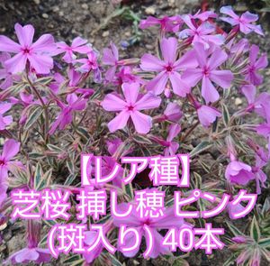 芝桜 種の値段と価格推移は 29件の売買情報を集計した芝桜 種の価格や価値の推移データを公開