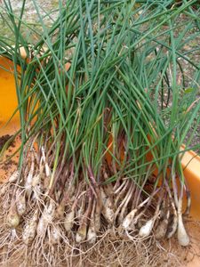 エシャレットの値段と価格推移は 3件の売買情報を集計したエシャレットの価格や価値の推移データを公開