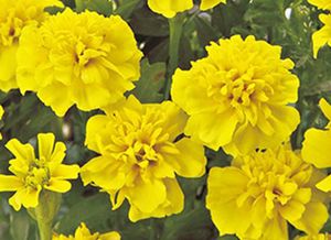 フレンチマリーゴールドの値段と価格推移は 13件の売買情報を集計したフレンチマリーゴールドの価格や価値の推移データを公開