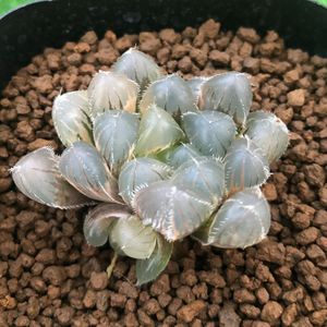 逆輸入 巨大赤線レンズオブツーサ錦 多肉植物 ハオルチア 植物 観葉植物 Popschooltwenterand Nl