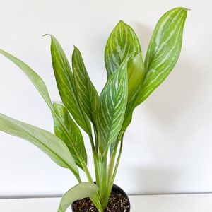 高級素材使用ブランド 期間限定出品 アグラオネマ ニチドゥム カーティシー 植物 観葉植物 Sutevalle Org