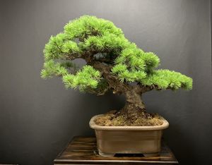 赤松 盆栽の値段と価格推移は 161件の売買情報を集計した赤松 盆栽の価格や価値の推移データを公開