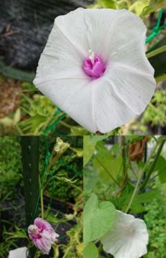 朝顔種の値段と価格推移は 32件の売買情報を集計した朝顔種の価格や価値の推移データを公開