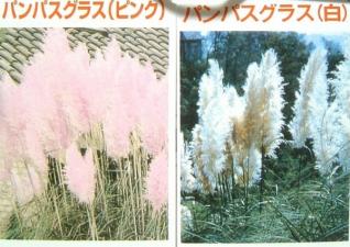 パンパスグラスの値段と価格推移は 174件の売買情報を集計したパンパスグラスの価格や価値の推移データを公開