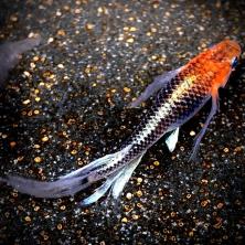 めだかの卵10個 補償分の値段と価格推移は 142件の売買情報を集計しためだかの卵10個 補償分の価格や価値の推移データを公開