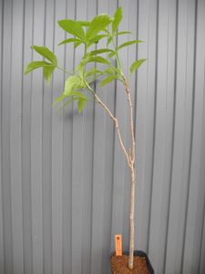 アダンソニアの値段と価格推移は 50件の売買情報を集計したアダンソニアの価格や価値の推移データを公開