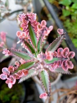 不死鳥錦の値段と価格推移は 17件の売買情報を集計した不死鳥錦の価格や価値の推移データを公開