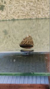 シッタカ貝の値段と価格推移は 86件の売買情報を集計したシッタカ貝の価格や価値の推移データを公開