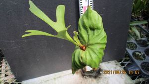 ワンダエの値段と価格推移は 59件の売買情報を集計したワンダエの価格や価値の推移データを公開