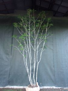 定番の中古商品 山取 アオダモ 63 植物 観葉植物 Nakeddenmark Com