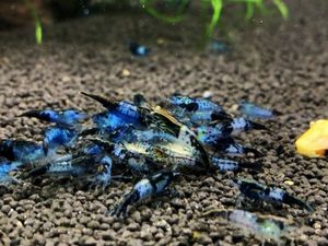 ブラックルリーシュリンプの値段と価格推移は 26件の売買情報を集計したブラックルリーシュリンプの価格や価値の推移データを公開