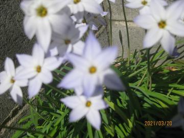 ハナニラの値段と価格推移は 31件の売買情報を集計したハナニラの価格や価値の推移データを公開